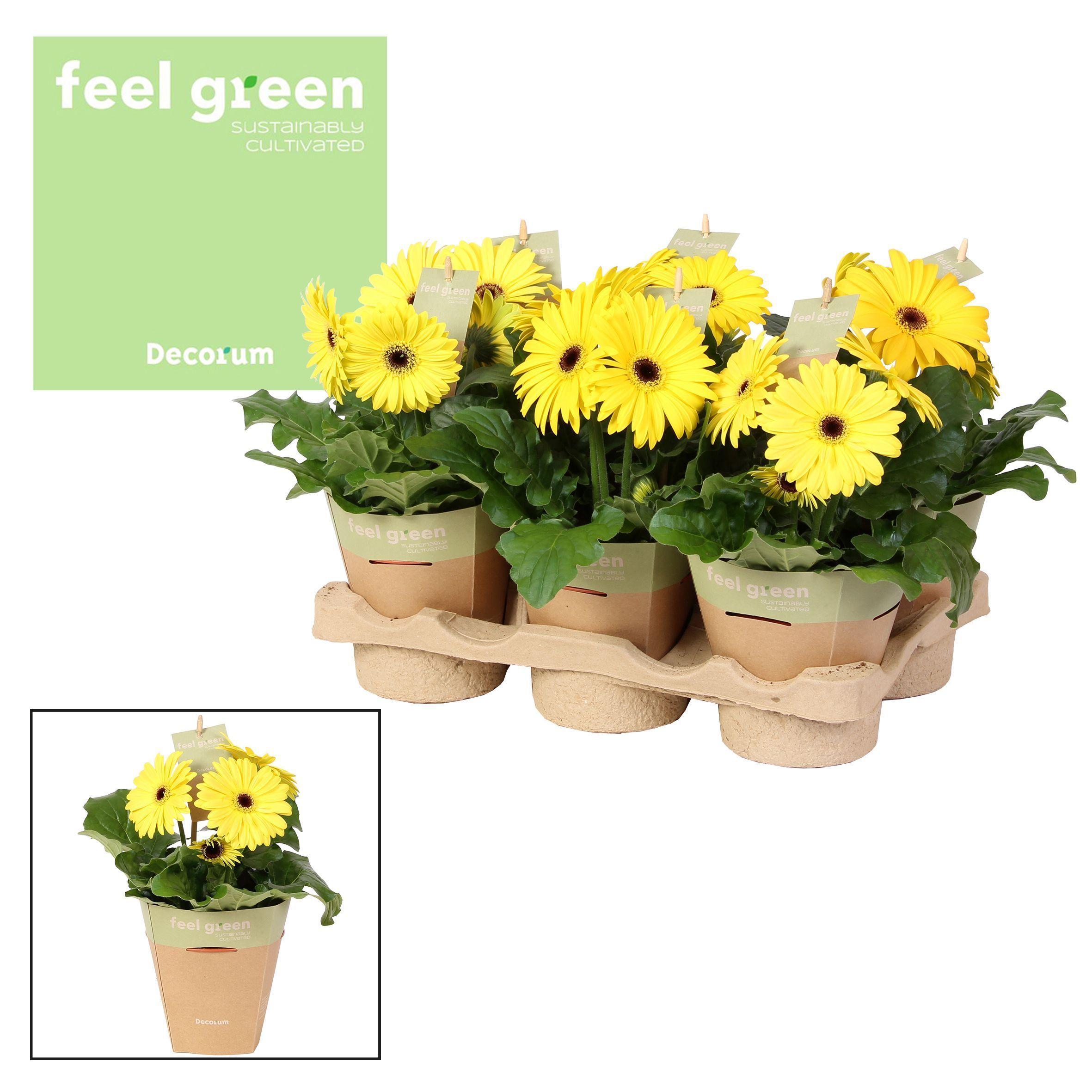 Горшечные цветы и растения оптом Gerbera Yellow 2+ Feel Green (decorum) от 1шт (для телеги) из Голландии с доставкой по России