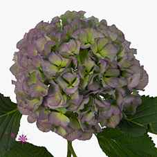 Срезанные цветы оптом Hydrangea verena blue classic от 10шт из Голландии с доставкой по России