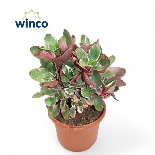 Горшечные цветы и растения оптом Kalanchoe Variegata Multicolor от 4шт из Голландии с доставкой по России