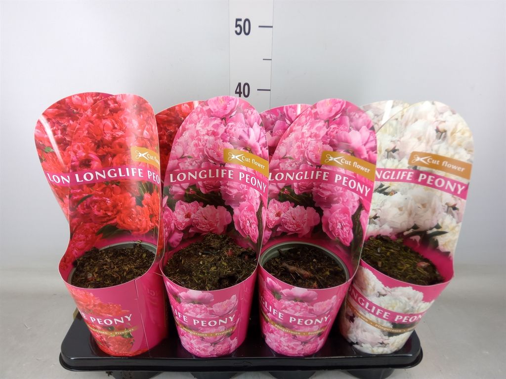 Горшечные цветы и растения оптом Paeonia   ...mix от 8шт из Голландии с доставкой по России