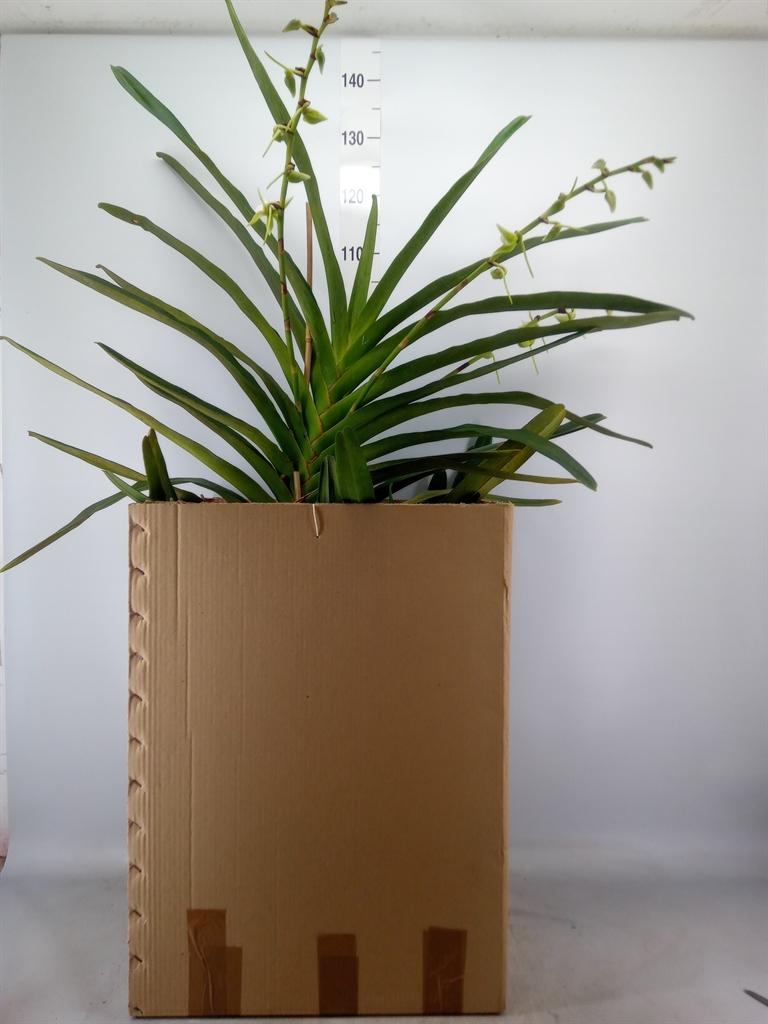 Горшечные цветы и растения оптом Orchideeen   ... от 1шт из Голландии с доставкой по России