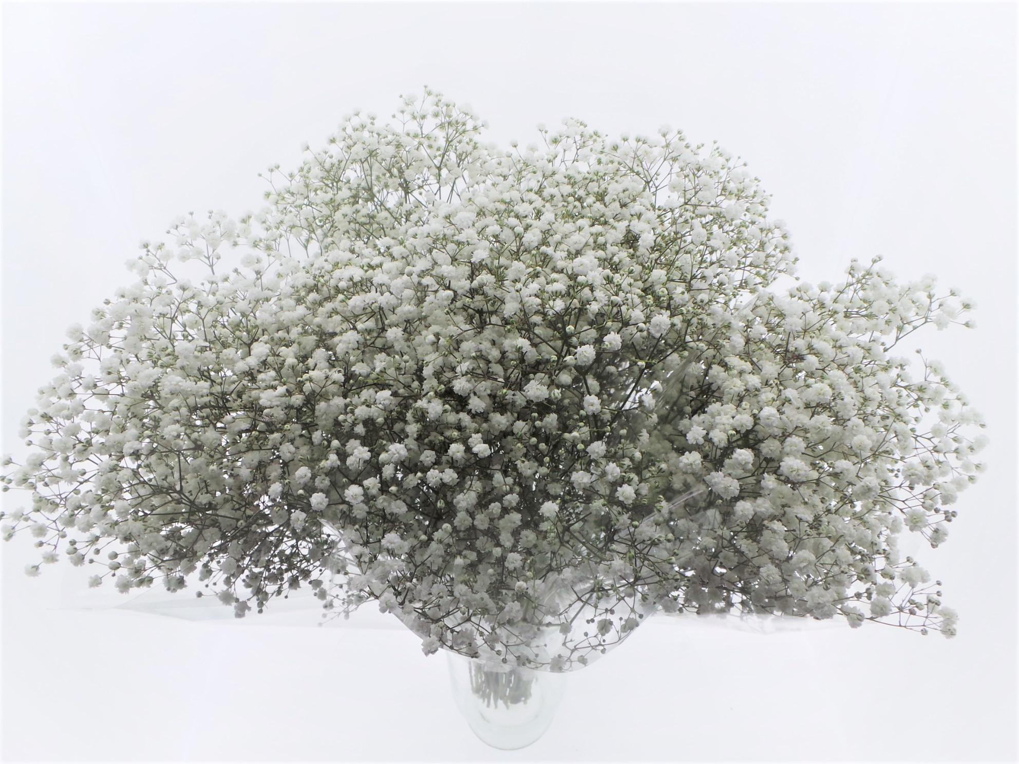 Срезанные цветы оптом BQ Mono Gyps x5 60cm от 10шт из Голландии с доставкой по России