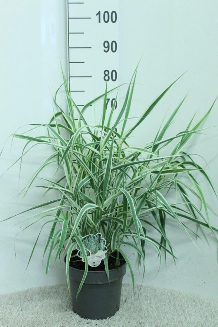 Горшечные цветы и растения оптом Arundo Donax от 1шт из Голландии с доставкой по России