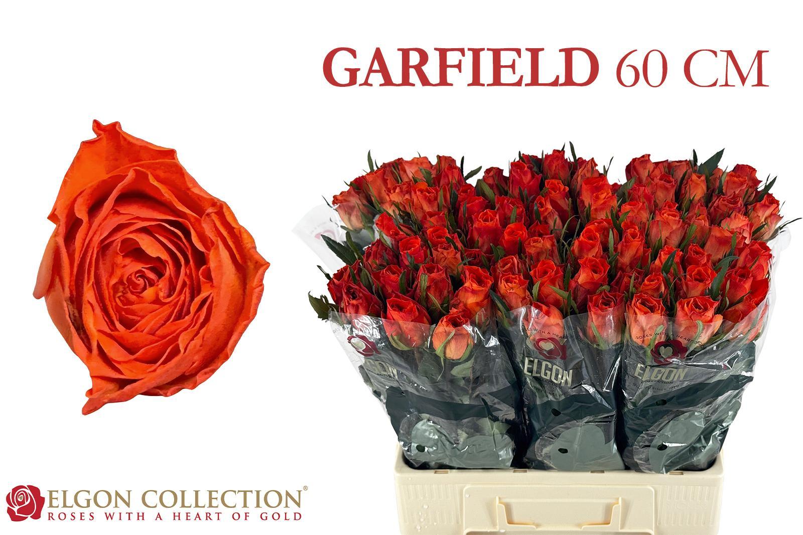 Срезанные цветы оптом Rosa large garfield+ от 80шт из Голландии с доставкой по России