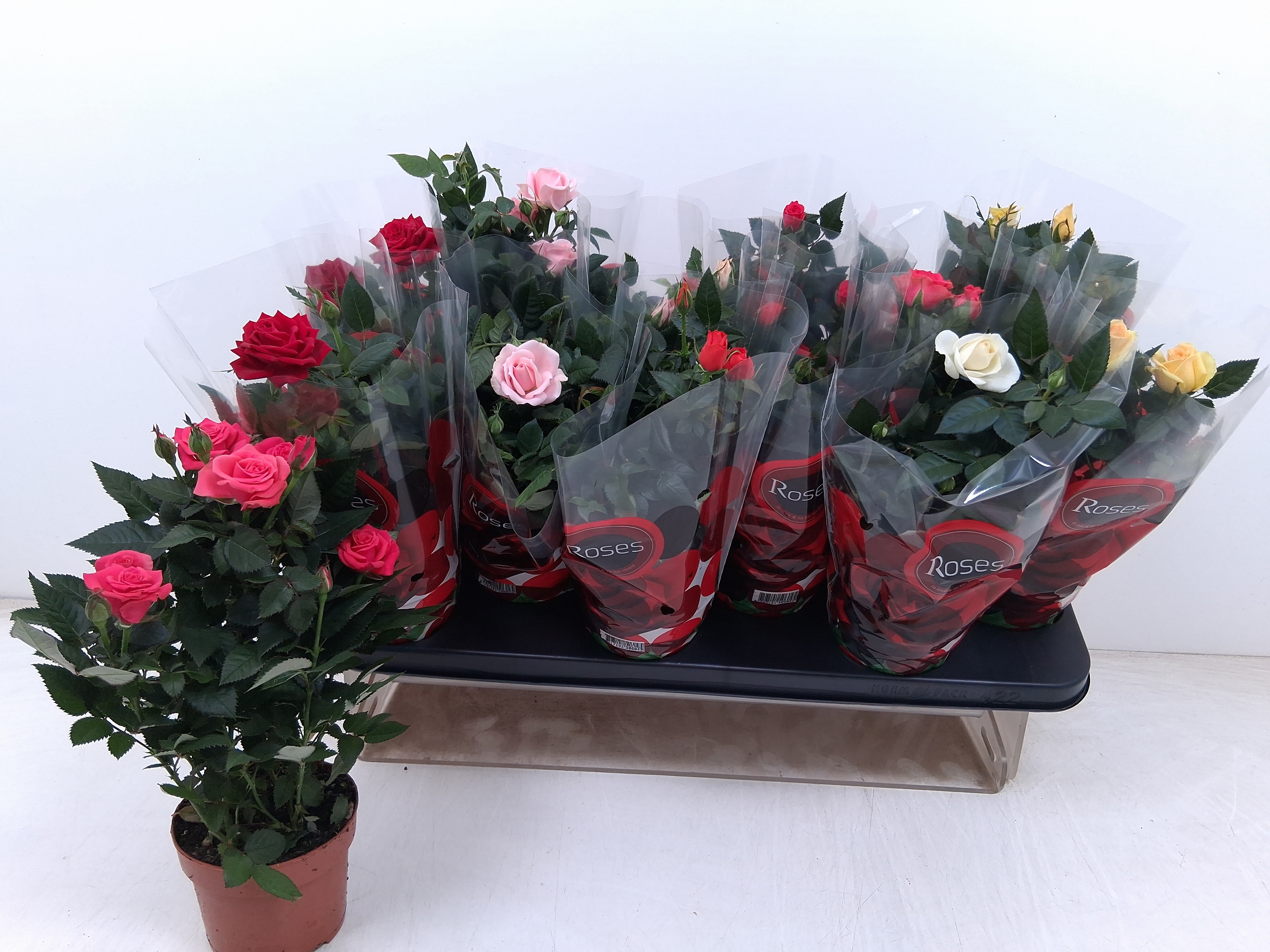 Горшечные цветы и растения оптом Ro Gem от 12шт из Голландии с доставкой по России