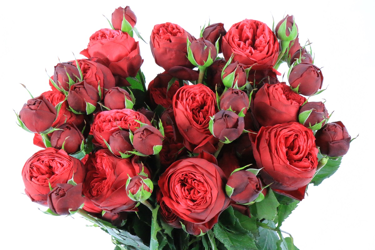 Срезанные цветы оптом Rosa garden red piano от 96шт из Голландии с доставкой по России