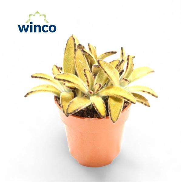 Горшечные цветы и растения оптом Kalanchoe Tomentosa Golden Girl от 18шт (для телеги) из Голландии с доставкой по России