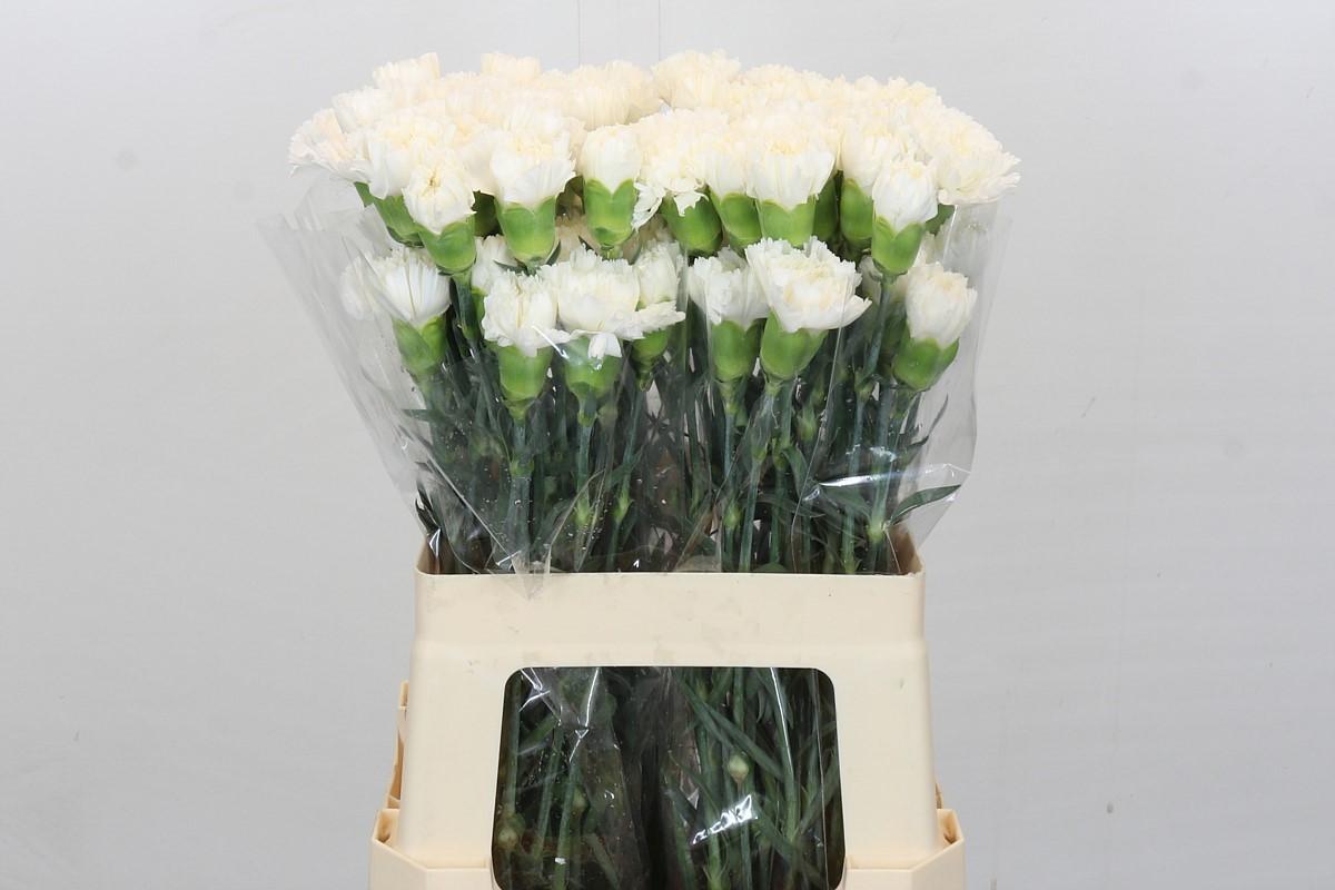 Срезанные цветы оптом Dianthus st holly от 80шт из Голландии с доставкой по России