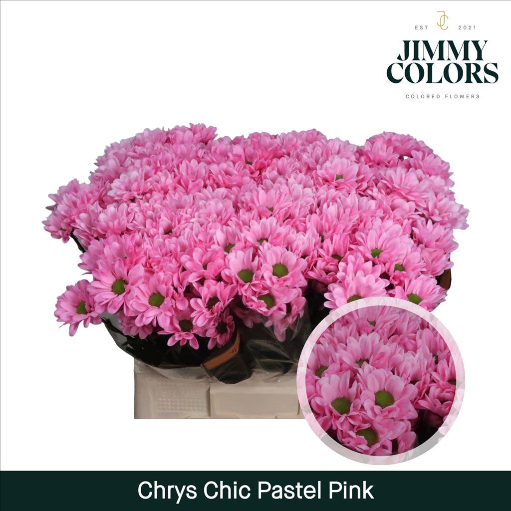 Срезанные цветы оптом Chrys sp paint chic pastel pink от 40шт из Голландии с доставкой по России