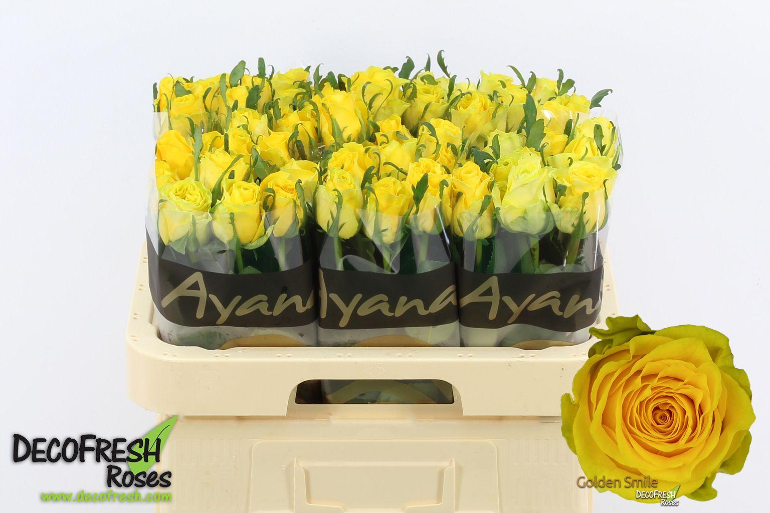 Срезанные цветы оптом Rosa large golden smile от 60шт из Голландии с доставкой по России