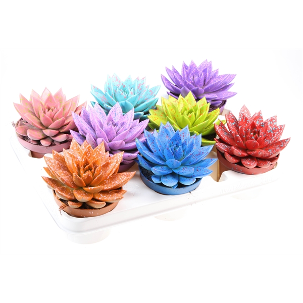 Горшечные цветы и растения оптом Echeveria Rainbow Sprinkle Mix от 8шт из Голландии с доставкой по России