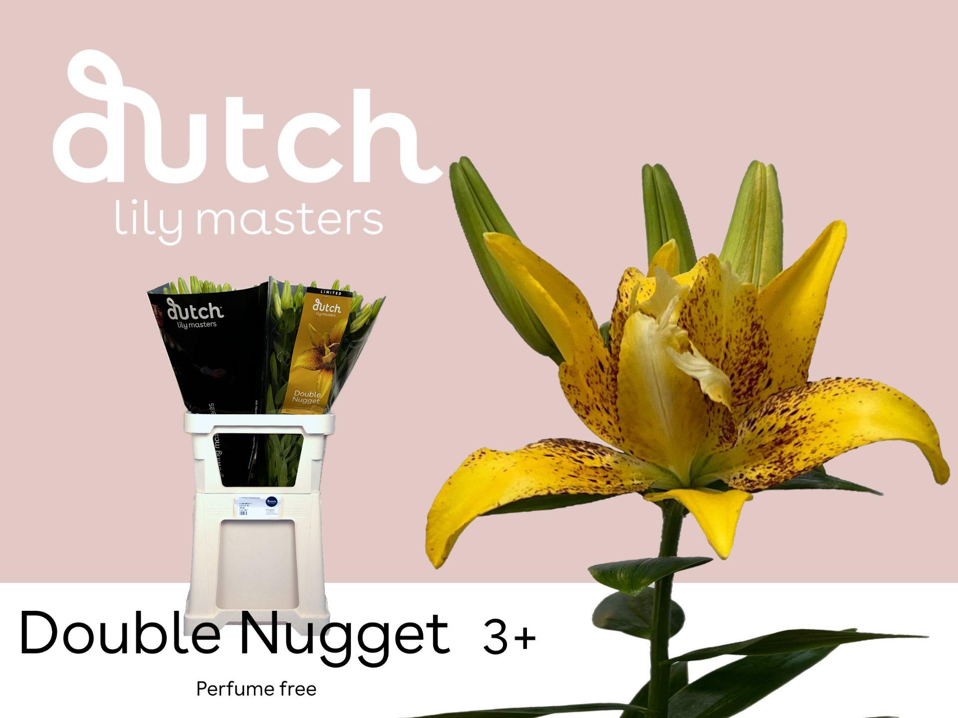 Срезанные цветы оптом Lilium la double nugget от 60шт из Голландии с доставкой по России