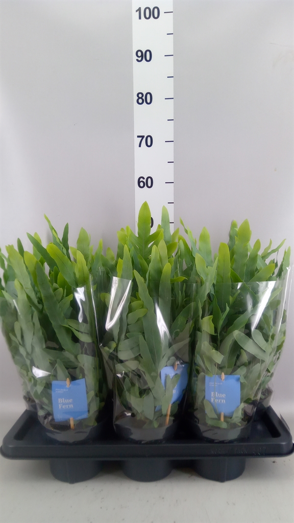 Горшечные цветы и растения оптом Phlebodium Aureum blue Star A от 7шт из Голландии с доставкой по России