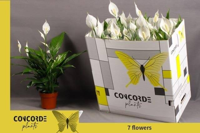 Горшечные цветы и растения оптом Spath Sweet Benito от 11шт из Голландии с доставкой по России