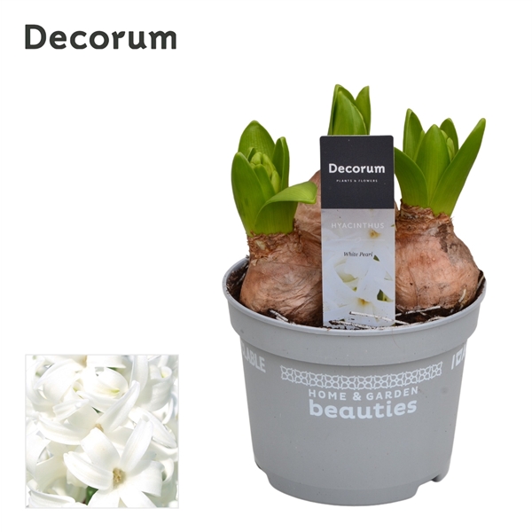 Горшечные цветы и растения оптом Hyacinthus White Pearl 3pp (decorum) от 10шт из Голландии с доставкой по России