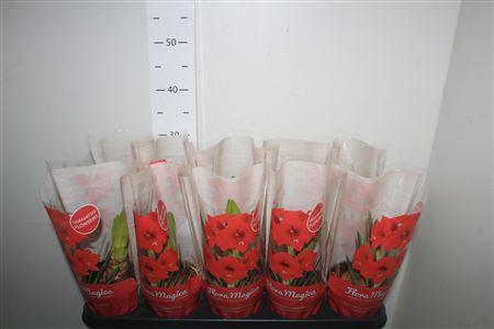 Горшечные цветы и растения оптом Hippe Red 1 Branche от 10шт из Голландии с доставкой по России