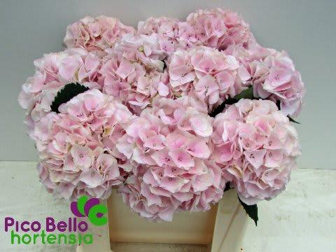 Срезанные цветы оптом Hydrangea my beautiful pink touch от 10шт. из Голландии с доставкой по России