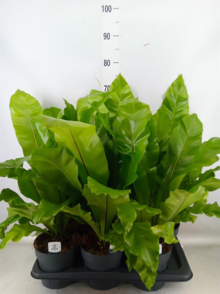 Горшечные цветы и растения оптом Asplenium Nidus от 6шт из Голландии с доставкой по России