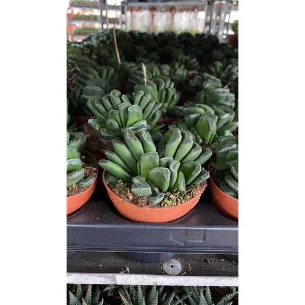 Горшечные цветы и растения оптом Haworthia Truncata от 18шт (для телеги) из Голландии с доставкой по России