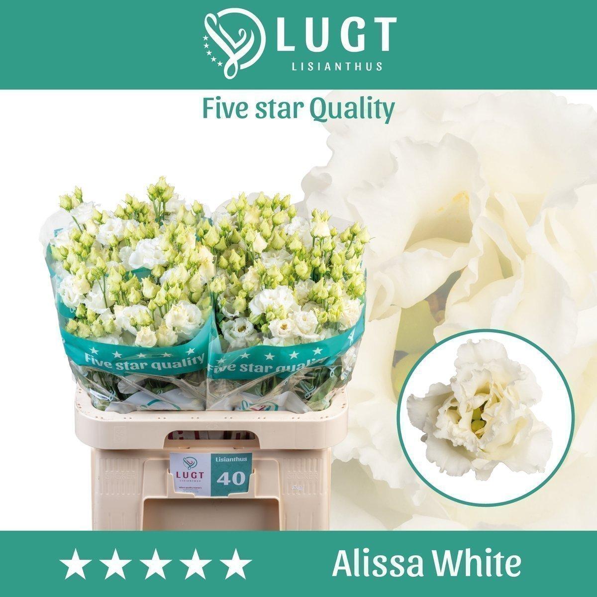 Срезанные цветы оптом Lisianthus do alissa white от 40шт из Голландии с доставкой по России