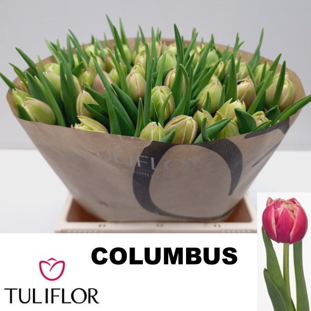 Срезанные цветы оптом Tulipa do columbus от 50шт из Голландии с доставкой по России