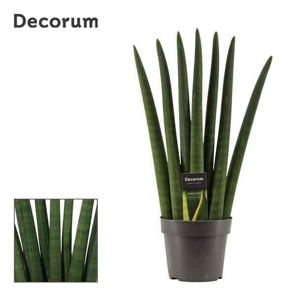 Горшечные цветы и растения оптом Sansevieria Cylindrica Fan (decorum) от 7шт из Голландии с доставкой по России