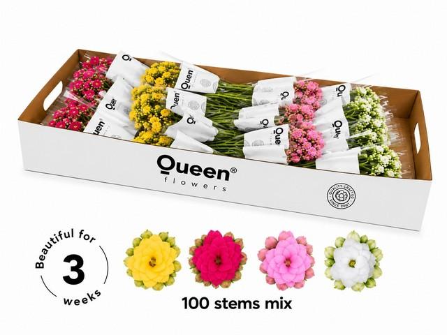 Срезанные цветы оптом Kalanchoe mix от 100шт из Голландии с доставкой по России