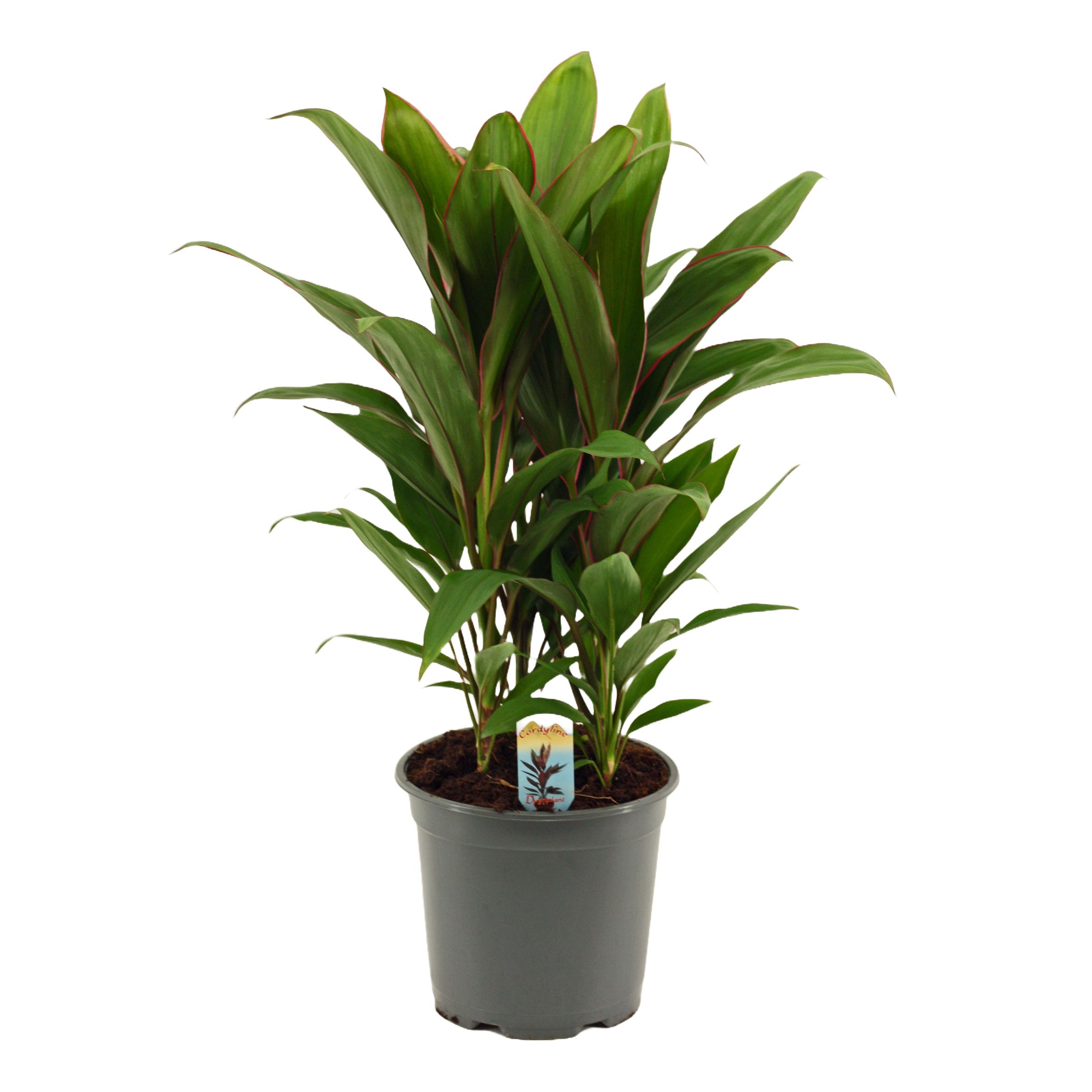 Горшечные цветы и растения оптом Cordyline Salsa 3pp от 5шт из Голландии с доставкой по России