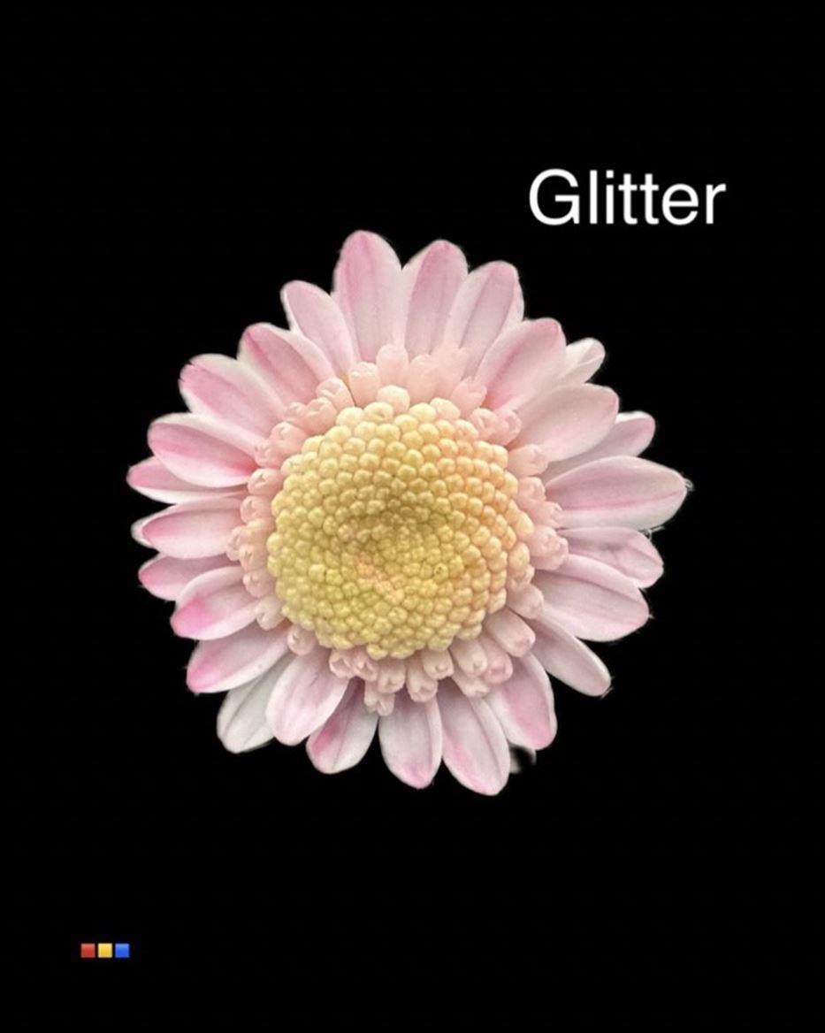 Срезанные цветы оптом Chrys sp paint stallion dusty pastel pink + glit от 60шт из Голландии с доставкой по России