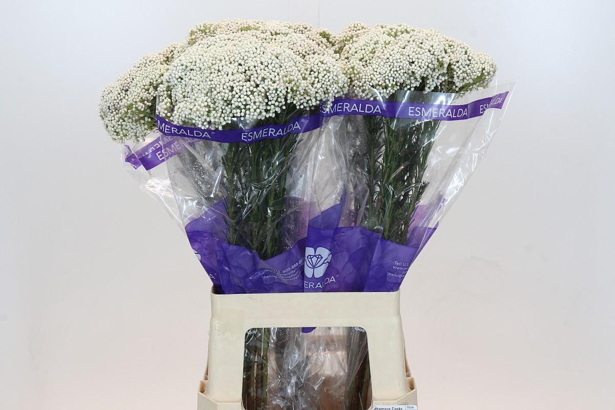 Срезанные цветы оптом Ozothamnus cooks snow white от 50шт из Голландии с доставкой по России Срезанные цветы оптом Ozothamnus cooks snow white от 50шт из Голландии с доставкой по России