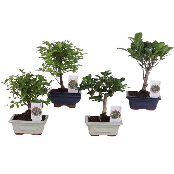 Горшечные цветы и растения оптом Bonsai Mix Pot In Ceramic от 13шт из Голландии с доставкой по России Горшечные цветы и растения оптом Bonsai Mix Pot In Ceramic от 13шт из Голландии с доставкой по России