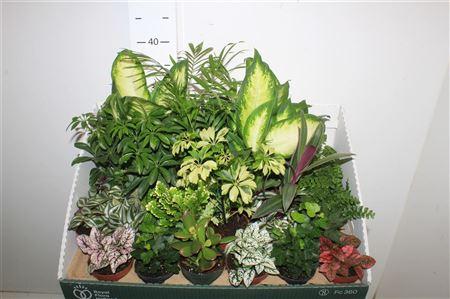 Горшечные цветы и растения оптом Kamerpl Gem от 24шт (для телеги) из Голландии с доставкой по России