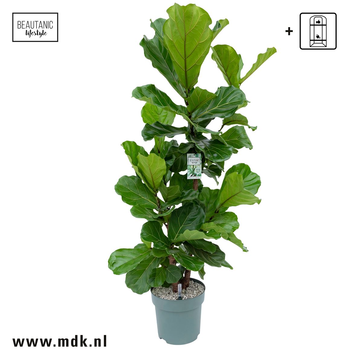 Горшечные цветы и растения оптом Ficus Lyrata Multistam от 1шт из Голландии с доставкой по России