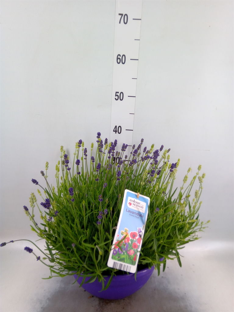 Горшечные цветы и растения оптом Lavandula   ... от 1шт из Голландии с доставкой по России