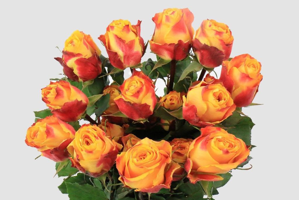 Срезанные цветы оптом Rosa ec silantoi от 25шт из Голландии с доставкой по России