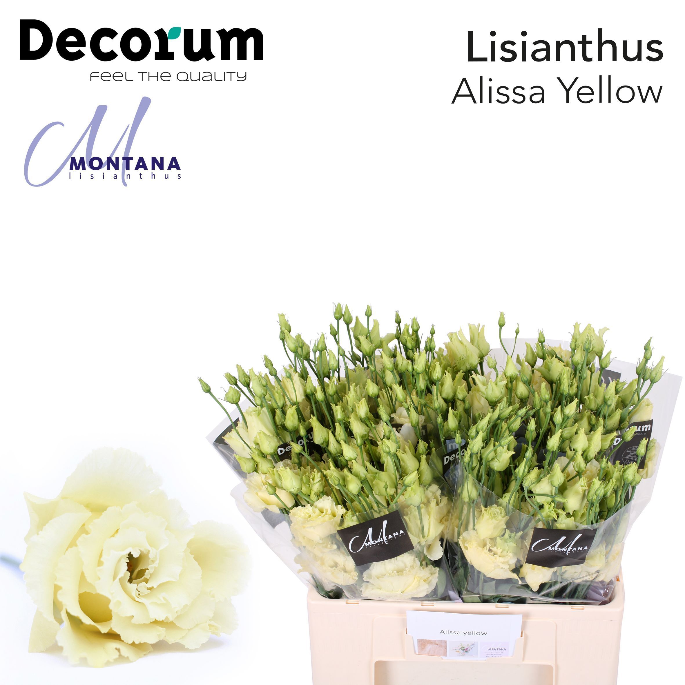 Срезанные цветы оптом Lisianthus do alissa yellow от 50шт из Голландии с доставкой по России