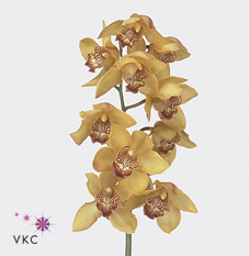 Срезанные цветы оптом Cymbidium yellow river esther от 12шт из Голландии с доставкой по России