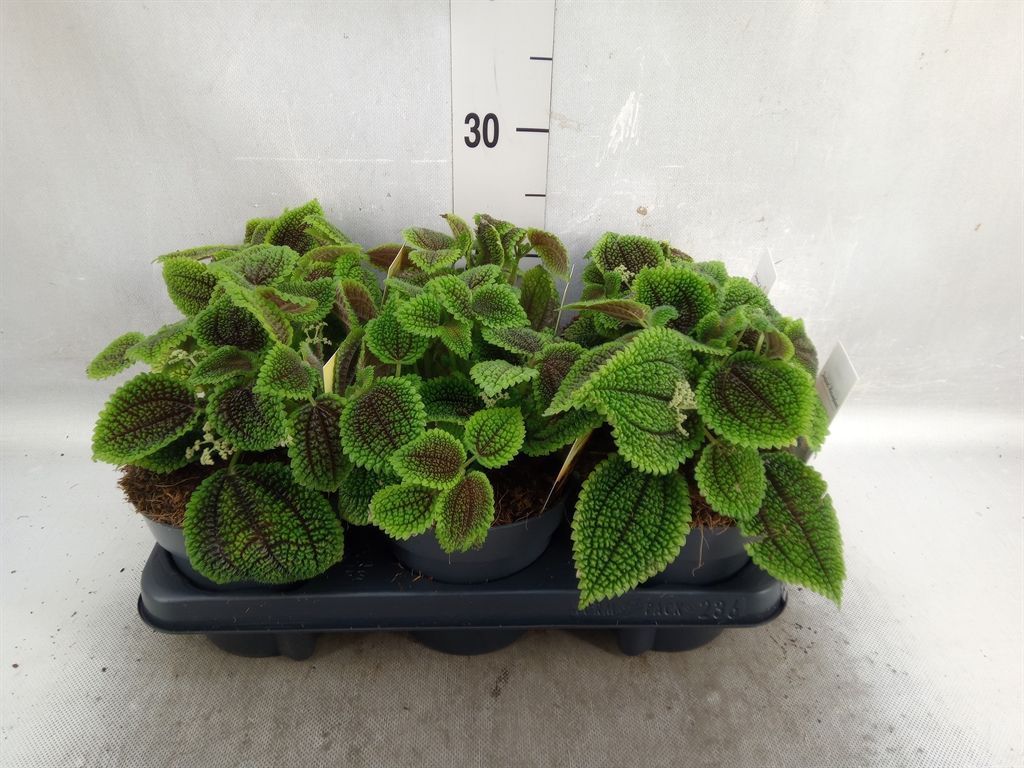 Горшечные цветы и растения оптом Pilea Alumi от 6шт из Голландии с доставкой по России