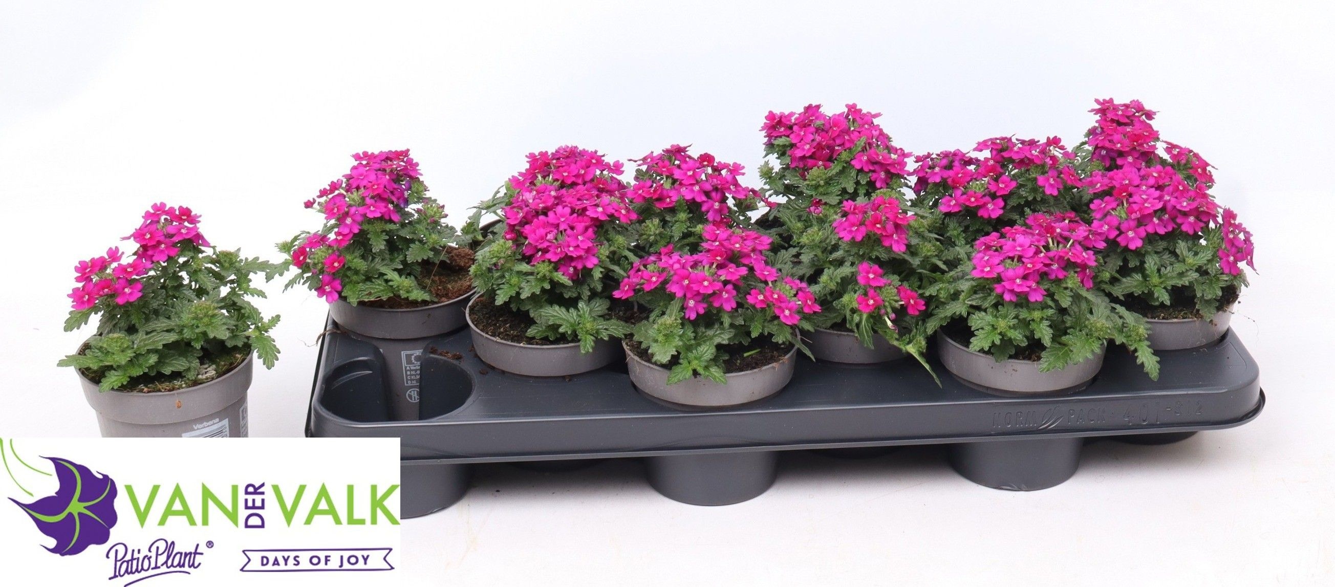 Горшечные цветы и растения оптом Verbe Vegas D Violet от 12шт из Голландии с доставкой по России