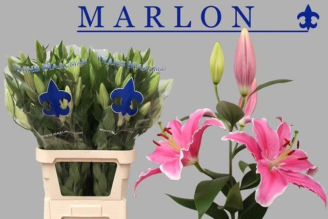 Срезанные цветы оптом Lilium or marlon от 30шт из Голландии с доставкой по России