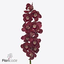 Срезанные цветы оптом Cymbidium red bloody mary от 6шт из Голландии с доставкой по России