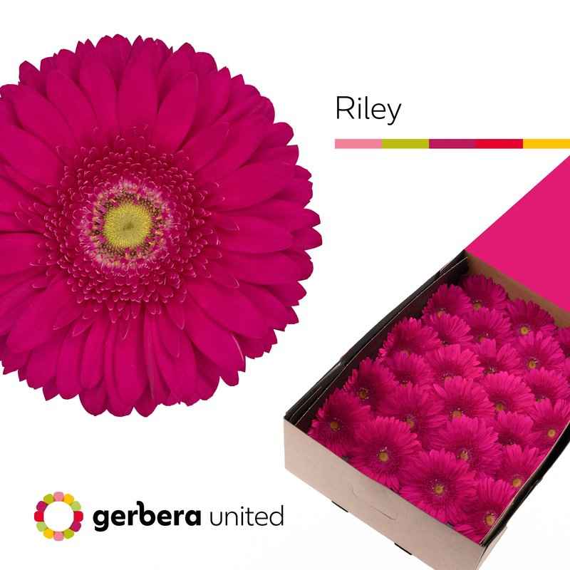 Срезанные цветы оптом Gerbera riley от 50шт из Голландии с доставкой по России
