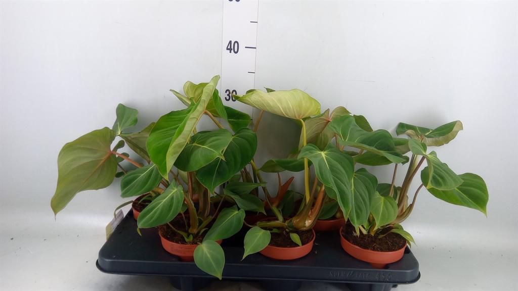 Горшечные цветы и растения оптом Philodendron Gloriosum от 8шт из Голландии с доставкой по России