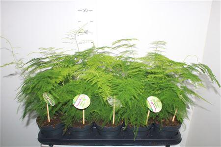 Горшечные цветы и растения оптом Aspar Setaceus от 10шт из Голландии с доставкой по России