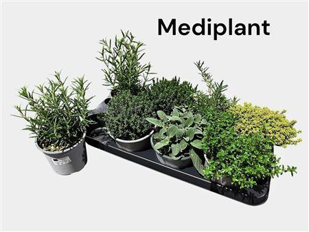 Горшечные цветы и растения оптом Herb Mix от 8шт из Голландии с доставкой по России