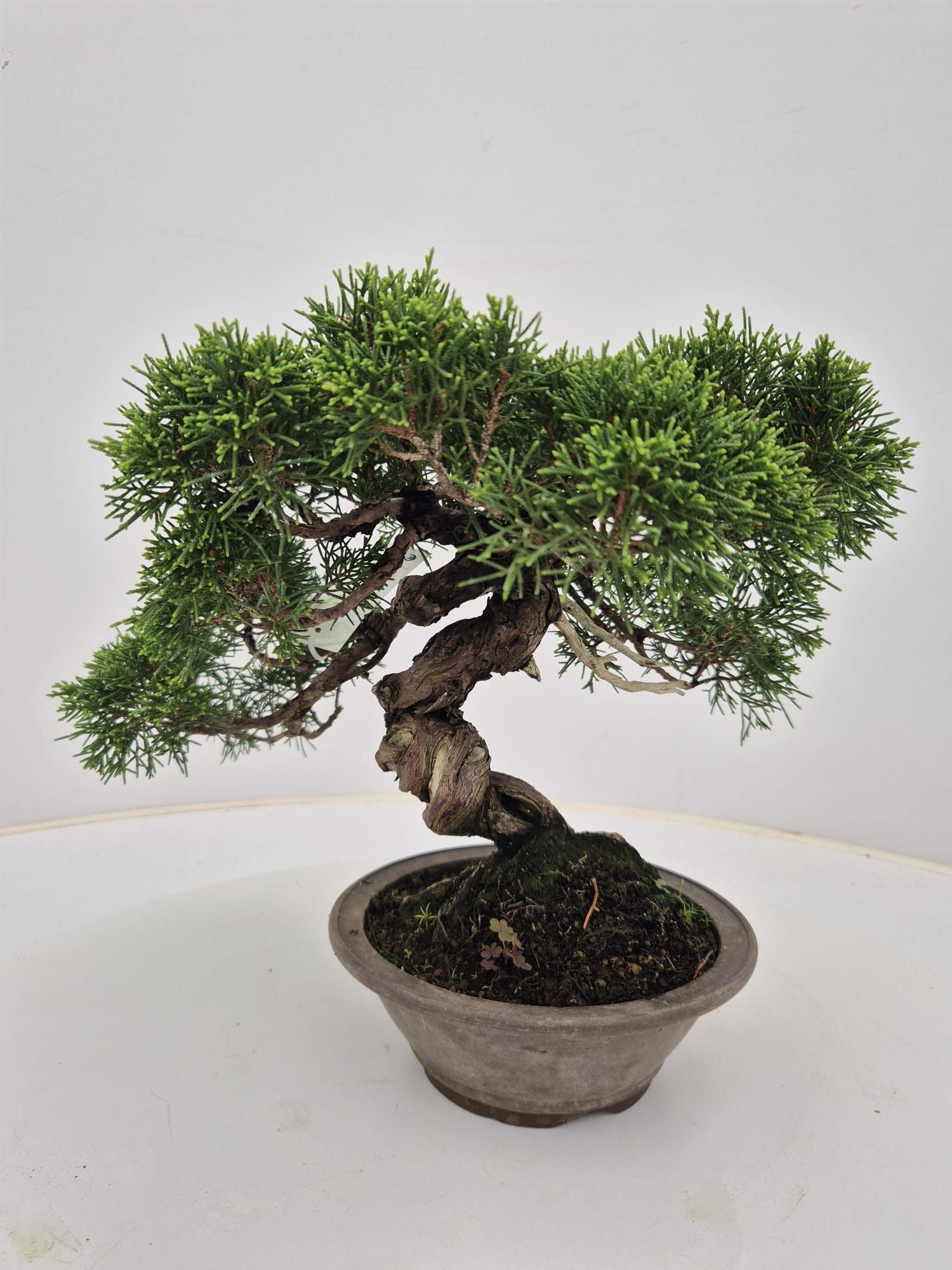 Горшечные цветы и растения оптом Juniperus Chinensis, 17cm от 1шт из Голландии с доставкой по России