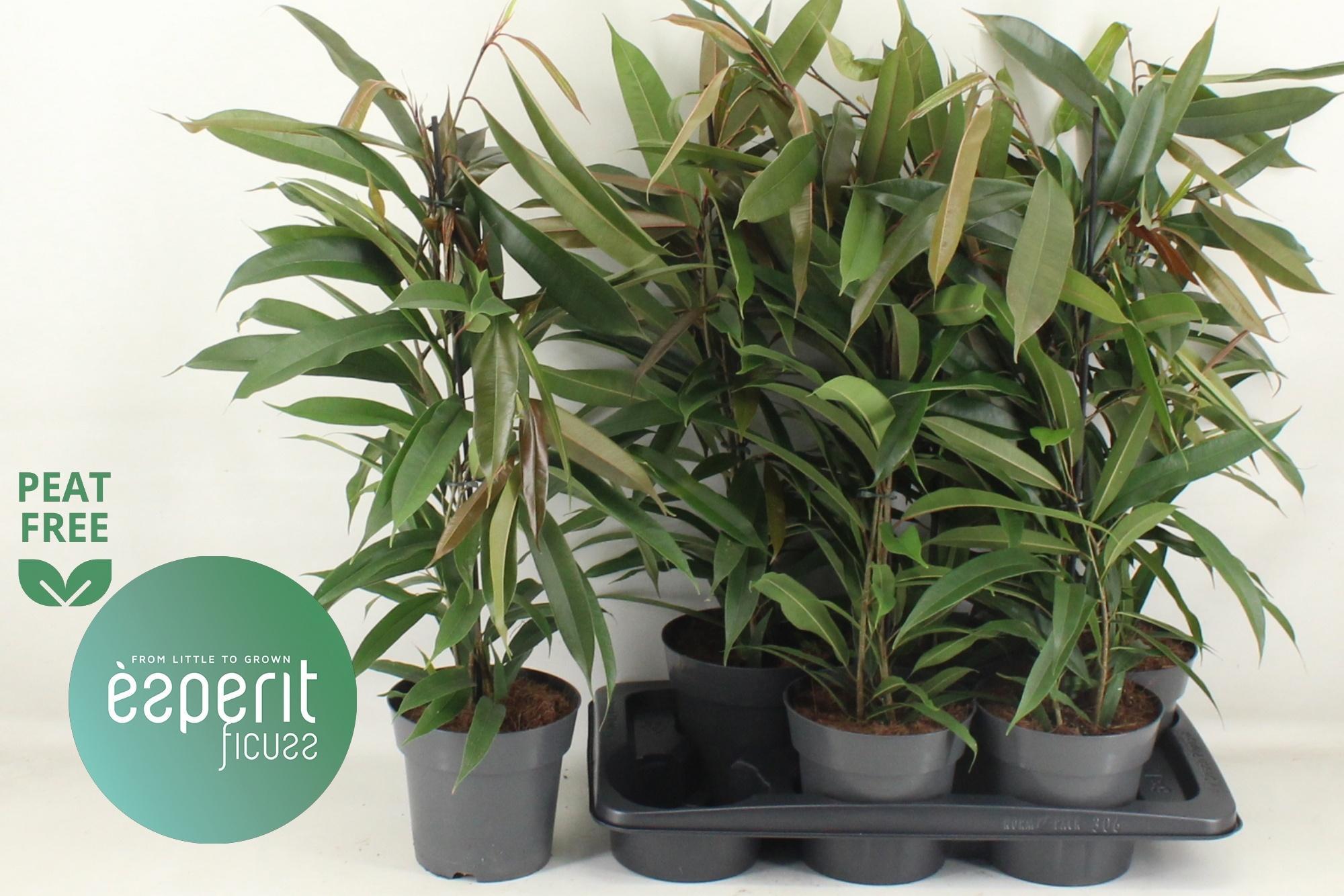 Горшечные цветы и растения оптом Ficus Binn. Amstel King от 6шт из Голландии с доставкой по России