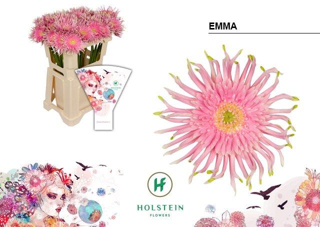 Срезанные цветы оптом Gerbera gerpasta emma от 40шт из Голландии с доставкой по России