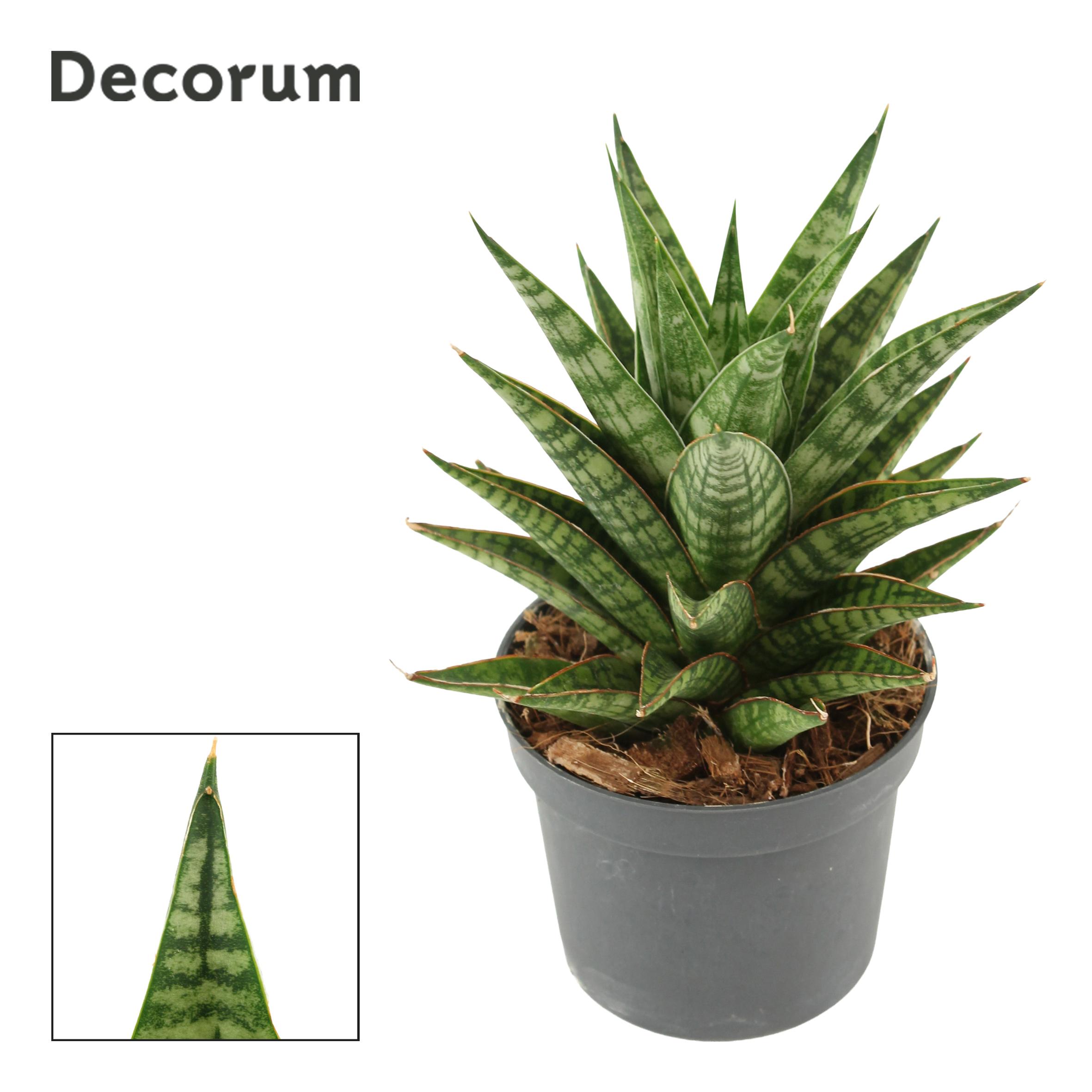 Горшечные цветы и растения оптом Sansevieria Tina Crown 9 Cm (decorum) от 18шт (для телеги) из Голландии с доставкой по России