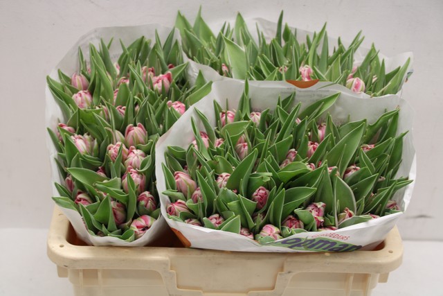 Срезанные цветы оптом Tulipa do flash point от 150шт из Голландии с доставкой по России